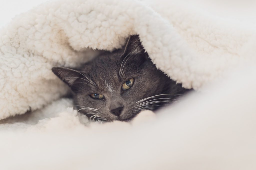 cat in a cosy sherpa blanket